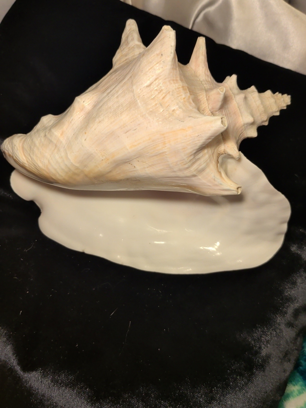 Natural Seashell Decorative - Home Art